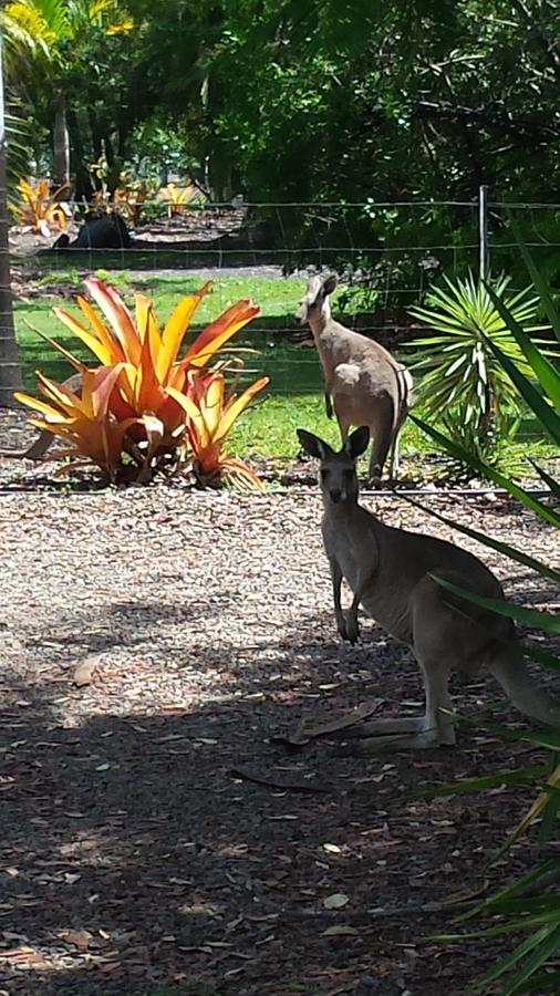 Bluegrass Bnb Bed & Breakfast Bundaberg Luaran gambar