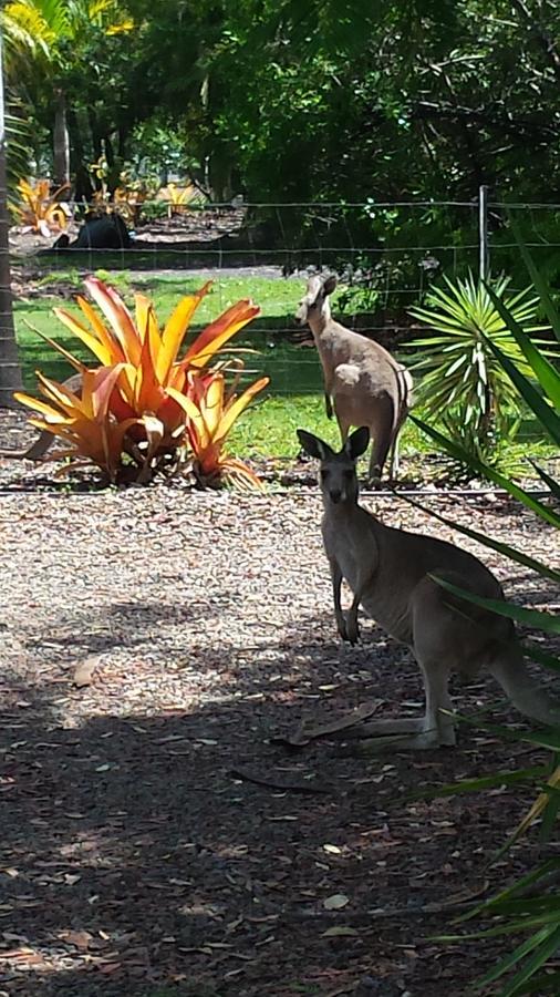 Bluegrass Bnb Bundaberg Luaran gambar