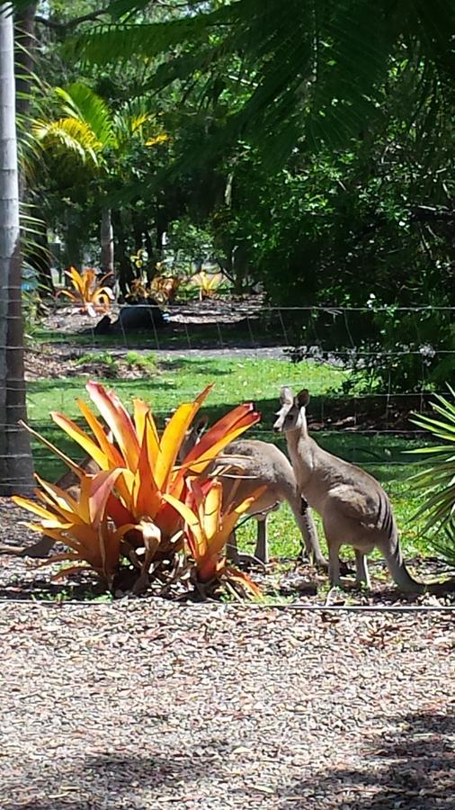 Bluegrass Bnb Bed & Breakfast Bundaberg Luaran gambar